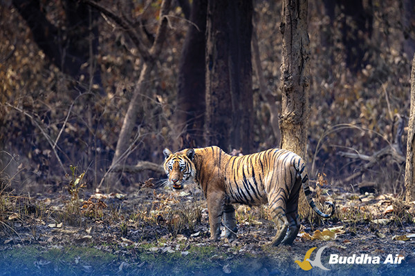 Royal Bengal Tiger
